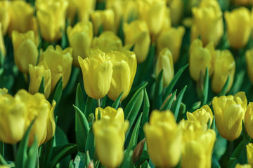 Wall Mural - Beautiful tulip flowers with blured background in the garden. Yellow tulip flowers. Selective focus.