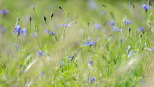 Abstract, Blue Flowers And Grass In Summertime, Out Of Focus And Blurred. Background With A Dreamy Look. Backdrop For Montage, Copy Space With Place For Text, Lettering.