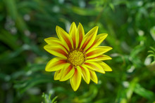 Beautiful Yellow Gazania Flower Blooms
