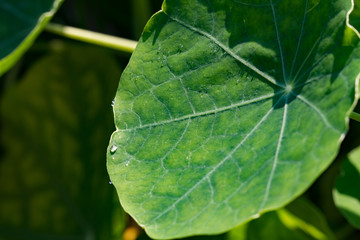 waterdrops on a green leaf of a nasturtium