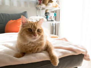 Naklejka na meble 日向ぼっこしながら毛づくろいする猫のマンチカン