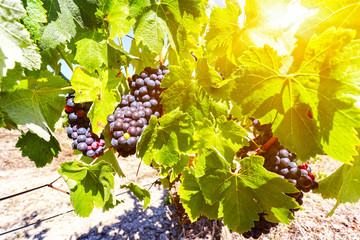 Wall Mural - Vineyard with red wine grapes near a winery in late summer, grapevines before harvest and wine production in Europe