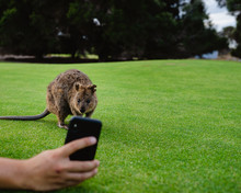 Man Taking A Selfie With A Curious Quokka On Rottnest Island, Perth, Western Australia. 