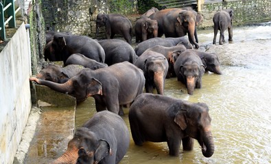 Wall Mural - The Asian elephant is the largest living land animal in Asia.