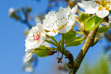 Pear Blossom In Spring