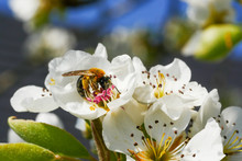 Pears Blossoms With Butine Bee.