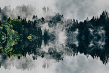Wall Mural - Abstract image with foggy forest that looks like sound-waves. 