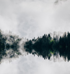Wall Mural - Abstract image with foggy forest that looks like sound-waves. 