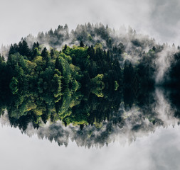 Wall Mural - Abstract image with foggy forest that looks like sound-waves. 