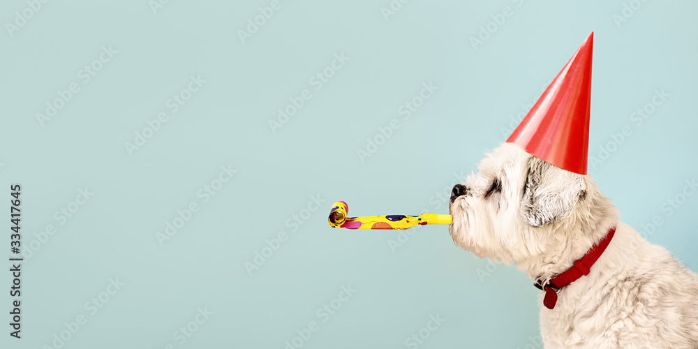 Dog celebrating with party hat - obrazy, fototapety, plakaty 