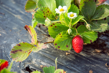 Close up of ripe organic strawberries on the plant in a greenhouse