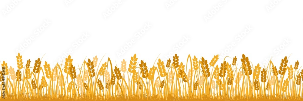 Cartoon yellow wheat field background isolated on white. Golden autumn harvest oat grain natural rural meadow farm agriculture landscape backdrop vector flat illustration - obrazy, fototapety, plakaty 