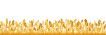 Cartoon Yellow Wheat Field Background Isolated On White. Golden Autumn Harvest Oat Grain Natural Rural Meadow Farm Agriculture Landscape Backdrop Vector Flat Illustration