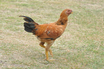 rooster or hen on farm