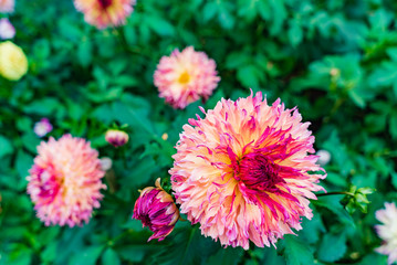 dahlia flowers in the garden