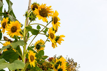 Sweet natural composition of some bright yellow sunflowers isolated against the clear sky