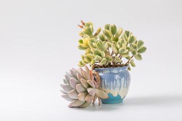 Succulents on white background，Cotyledon ladismithiensis var iegata