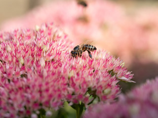 Bee collecting honey from pink flowers