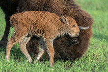 Bison Calf With Mother