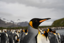 Penguin In Antarctica