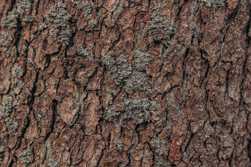 Wall Mural - Bark of tree. Natural background