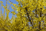 Fototapeta  - Bush of forsythia with lots of yellow flowers in April
