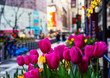 Tulips on the street of New York, selective focus.