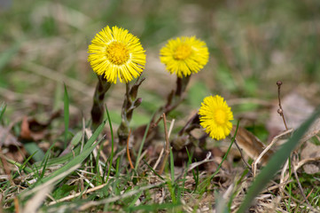 Tussilago farfara medicinal ground flowering herb, group of yellow healthy flowers on stems in sunlight in bloom