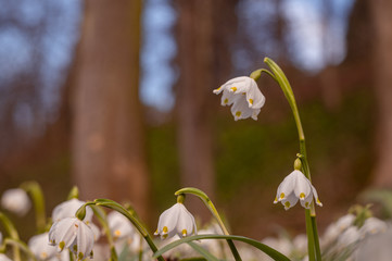 Beautiful blooming of White spring snowflake flowers in springtime. Snowflake also called Summer Snowflake or Loddon Lily or Leucojum vernum on a beautiful background of similar flowers in the forest