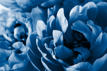 Fotomurales - trend color of the year 2020 classic blue. peony flower petals macro background