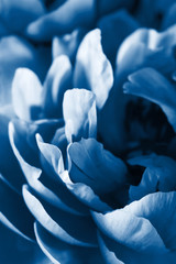 Fotomurales - trend color of the year 2020 classic blue. peony flower petals macro background