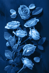Fotomurales - trend color of the year 2020 classic blue. rose flowers over dark blue background