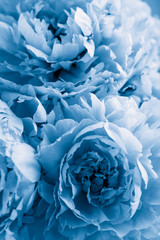 Fotomurales - trend color of the year 2020 classic blue. beautiful peony flower background
