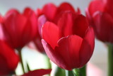 Fototapeta Tulipany - Tulpen Blumen Blüten Nahaufnahme