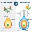Gymnosperm vs angiosperm vector illustration. Labeled educational scheme.