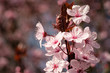 Rosa Blüten Blutpflaume (Prunus)