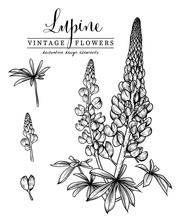 Sketch Floral Decorative Set. Lupin Flower Drawings. Black And White With Line Art Isolated On White Backgrounds. Hand Drawn Botanical Illustrations. Elements Vector.