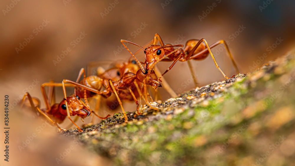 Fire ant on branch in nature green background, Life cycle
