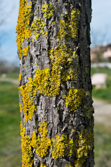 trunks and tree branches with moss