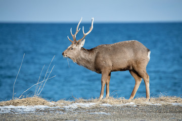 Wall Mural - Hokkaido sika deer, Cervus nippon yesoensis The deer is standing in the cold winter environment Japan Hokkaido Wildlife scene from Asia nature.