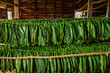 © Lari Jarnefelt - Green tobacco leaves drying in an air-curing barn in Cuba