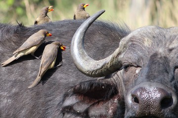 oxpeckers on the back of a buffalo