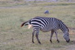 Baby zebra being born in the wild
