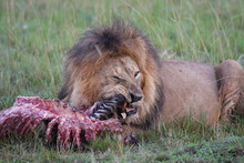 Lion Trying To Eat A Bone While A Broken Tooth Hangs Outside Mouth