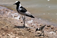 Blacksmith Plover With Some Two Little Chicks