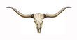 longhorn skull with horns