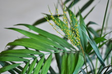 The Palm Tree Chamaedorea Elegans (bamboo Palm) Blooms Of Yellow Flowers