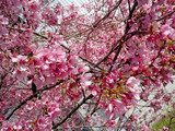 Fototapeta Kwiaty - deep pink cherry blossoms