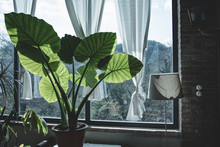 Beautiful Green Corner In A Country House: Elephant Ear Plant (Alocasia Or Colocasia) Indoor, In Front Of A Big Window. Details Of Leaves Backlit From The Sun. Relaxing View, Vintage Edit.
