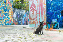 Black Dog On The Street With Graffiti Sitting And Posing
